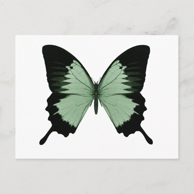 Big Green & Black Butterfly Postkarte (Vorderseite)