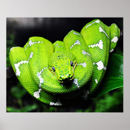 Big Green Boa Schlangen Poster