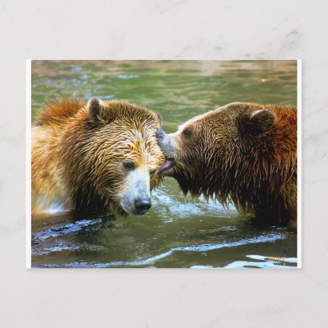 Big Grizzly Bar Kiss Postkarte (Vorderseite)