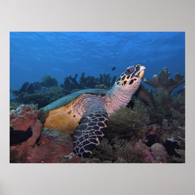 Big Hawksbill of Amed Poster (Vorne)