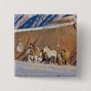 Big Horn Mountains, Pferde laufen Button