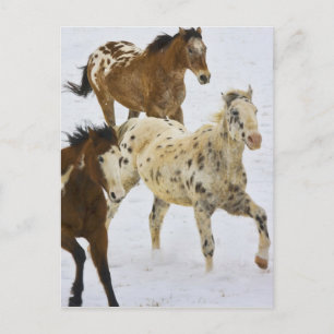 Big Horn Mountains, Pferde laufen im Schnee Postkarte
