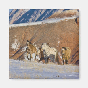 Big Horn Mountains, Pferde laufen Magnet