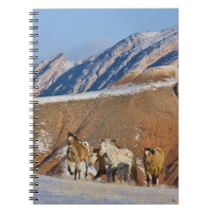 Big Horn Mountains, Pferde laufen Notizblock
