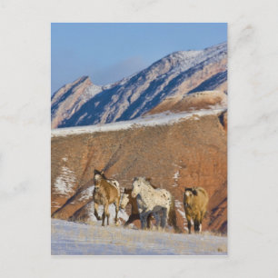 Big Horn Mountains, Pferde laufen Postkarte