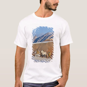 Big Horn Mountains, Pferde laufen T-Shirt