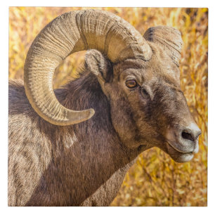 Big Horn Ram Fliese
