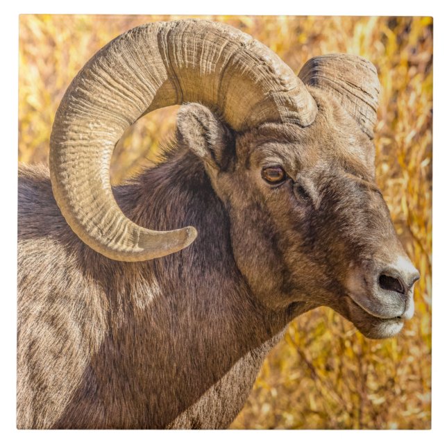 Big Horn Ram Fliese (Vorderseite)