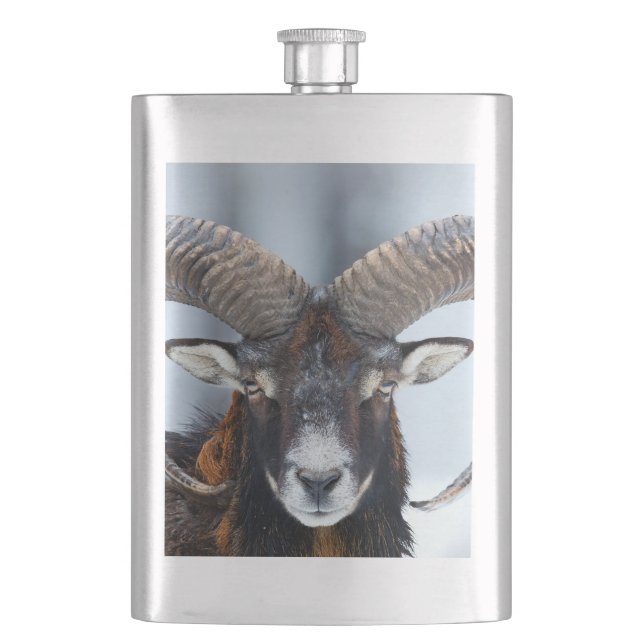 Big Horn Ram Sheep - Mouflon Flachmann (Vorderseite)