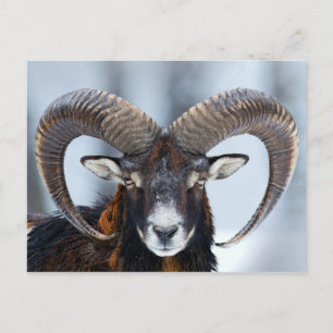 Big Horn Ram Sheep - Mouflon Postkarte