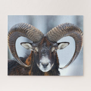 Big Horn Ram Sheep - Mouflon Puzzle