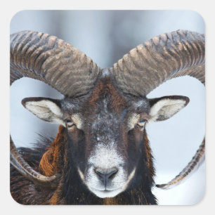 Big Horn Ram Sheep - Mouflon Quadratischer Aufkleber