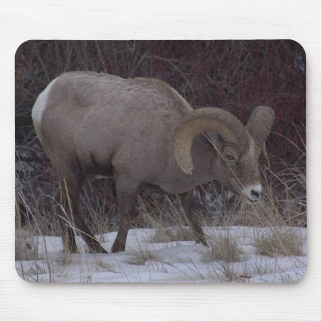 Big Horn-Schaf-Mausunterlage Mousepad (Vorne)