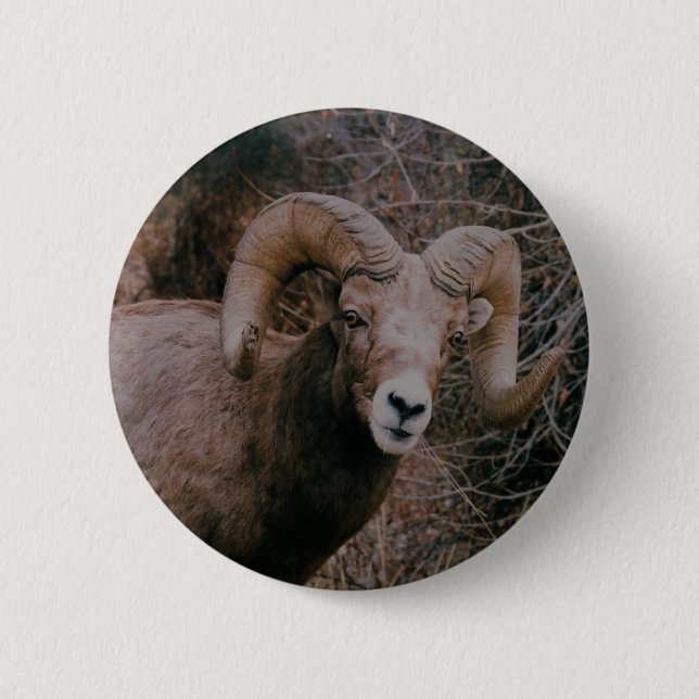 Big Horn-Schafe Button (Vorderseite)