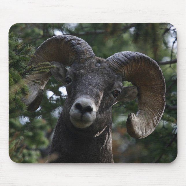 Big Horn Sheep1 Mousepad (Vorne)