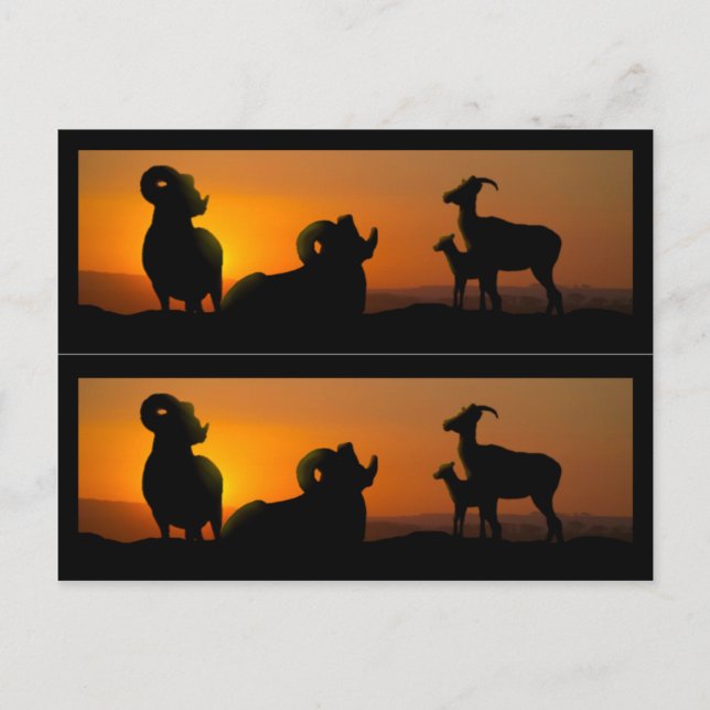 Big Horn Sheep Book Markers Postkarte (Vorderseite)