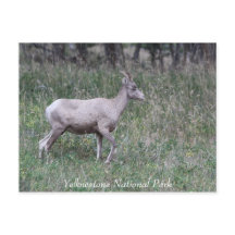 Big Horn Sheep, Female, Yellowstone