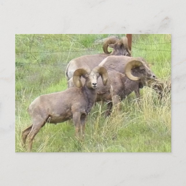 Big Horn Sheep Fütternd Postkarte (Vorderseite)