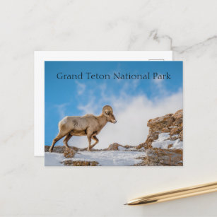 Big Horn Sheep Grand Teton Nationalpark Postkarte