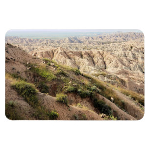 Big Horn Sheep im Badlands National Park, SD Magnet