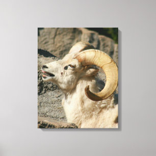 Big Horn Sheep Laghing Leinwanddruck