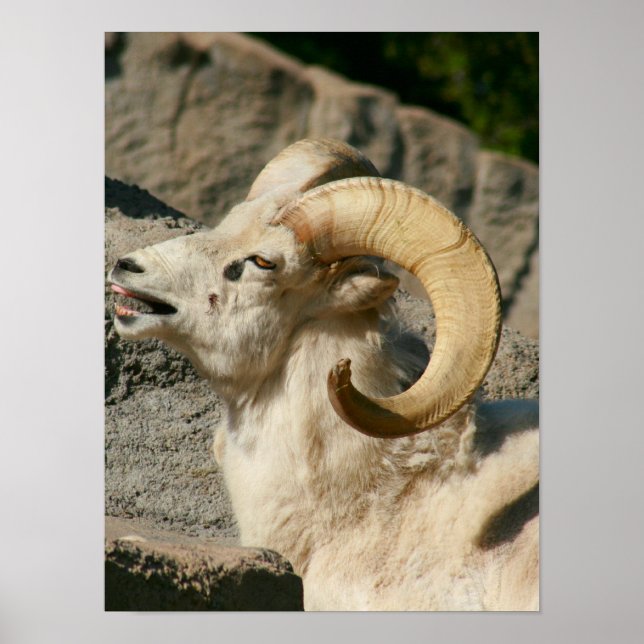 Big Horn Sheep Laghing Poster (Vorne)