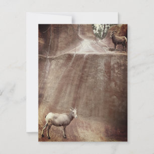 Big Horn Sheep Postkarte
