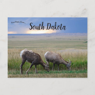 Big Horn Sheep South Dakota Postkarte