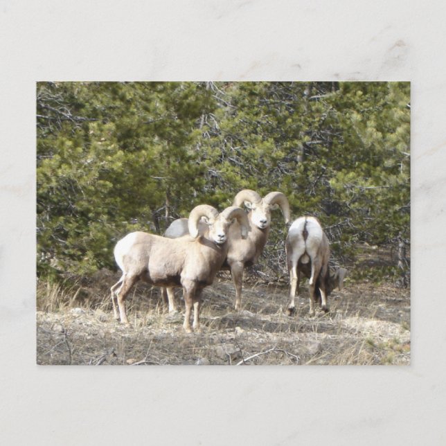 Big Horn Sheep Trio Postkarte (Vorderseite)