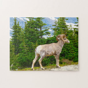 Big Horned Sheep Montana. Puzzle