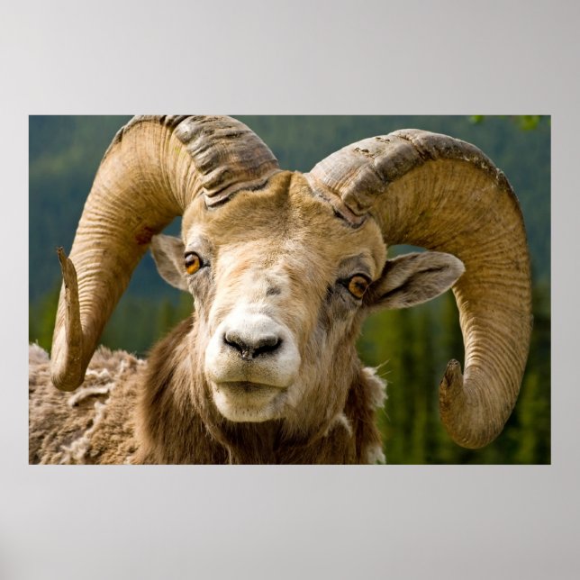 Big Horned Sheep Poster (Vorne)