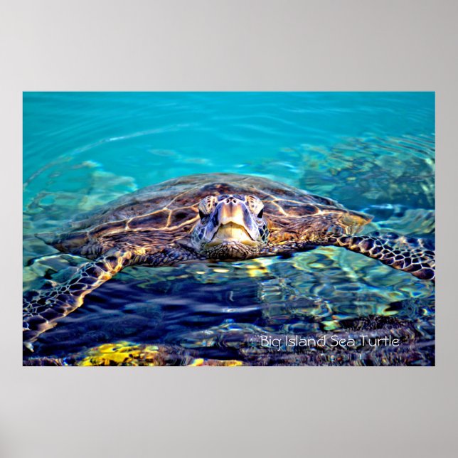 Big Island Turtle Poster (Vorne)