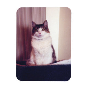 Big Kitty Magnet