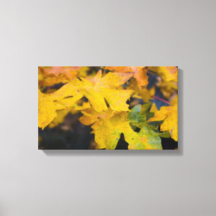 Big Leaf Ahorn Wrapped Canvas 2 Leinwanddruck