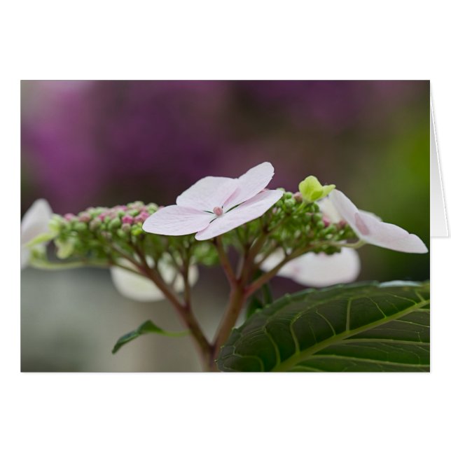 Big Leaf Hydrangea (Vorderseite (Horizontal))