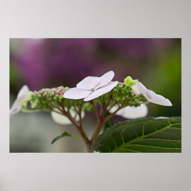 Big Leaf Hydrangea Poster (Vorne)