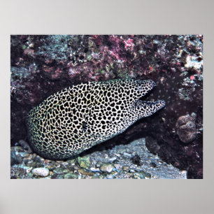 Big Leopard Moray Poster