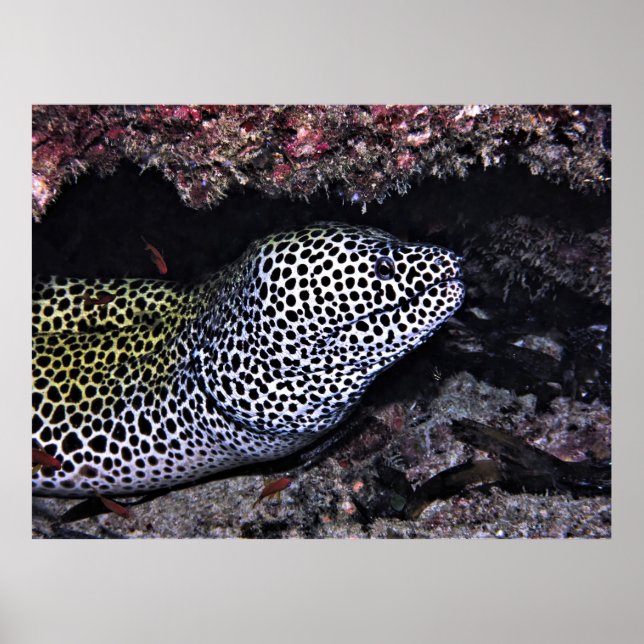 Big Leopard Moray Poster (Vorne)