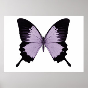 Big Lila & Black Butterfly Poster