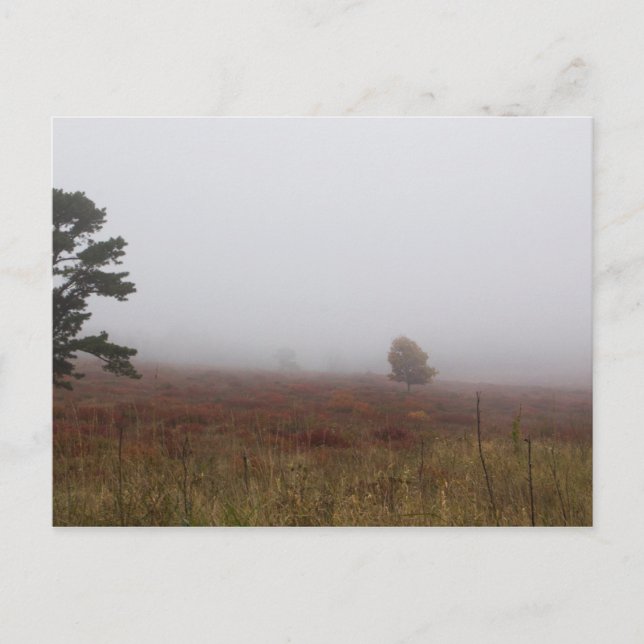Big Meadows, Shenandoah National Park, Virginia Postkarte (Vorderseite)