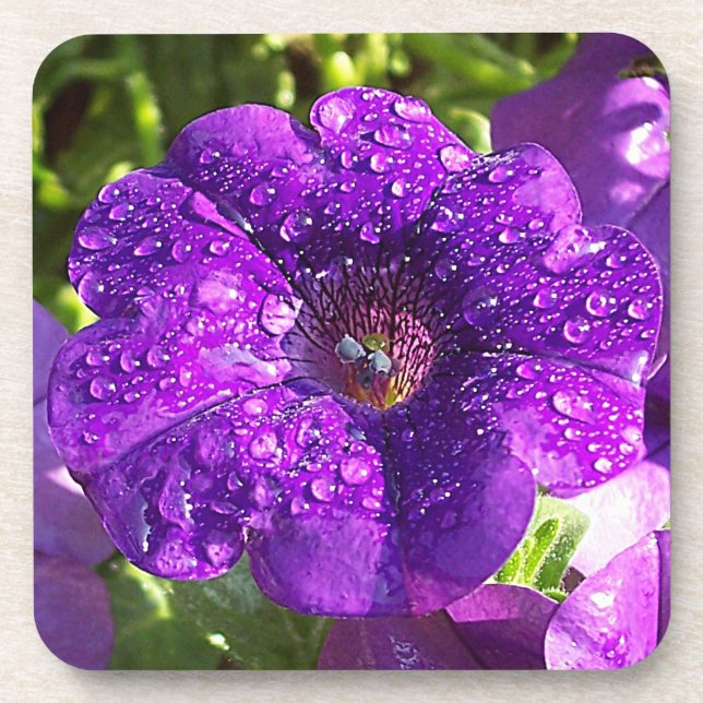 Big Net Lila Petunia Blume Untersetzer Set (6) (Vorderseite)