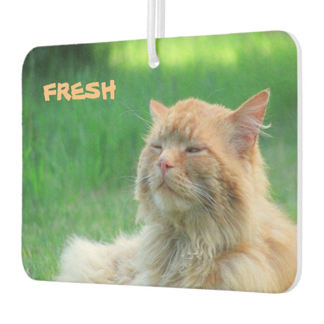 Big Orange Cat sagt "Fresh" Autolufterfrischer (Links)
