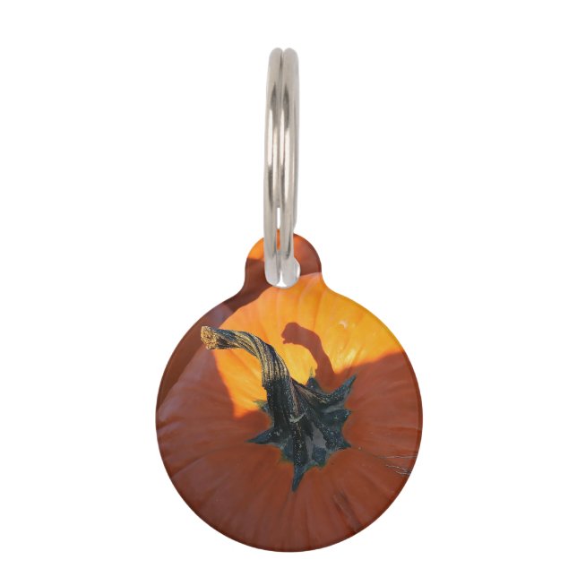 Big Orange Pumpkin  Haustiermarke (Vorderseite)