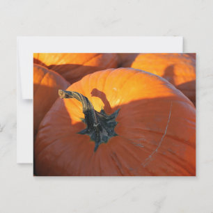 Big Orange Pumpkin Postkarte