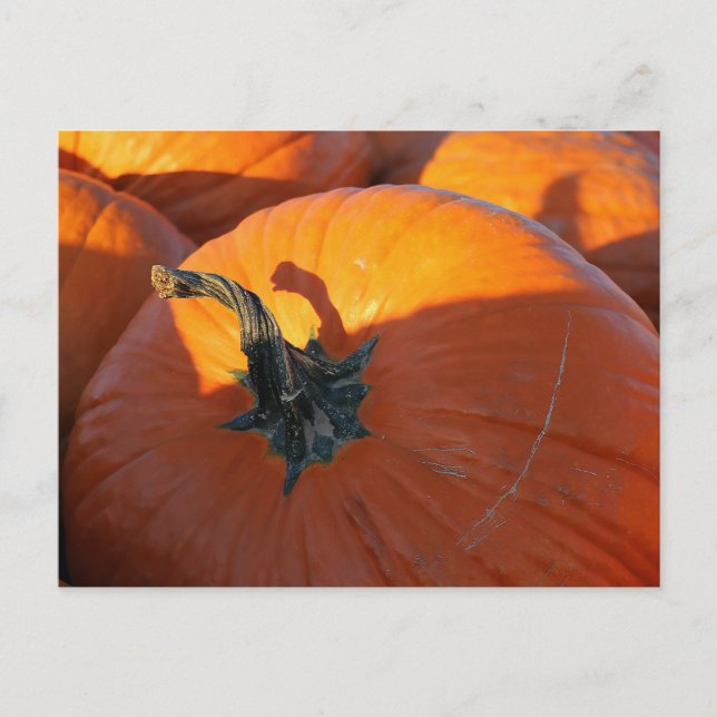 Big Orange Pumpkin Postkarte (Vorderseite)