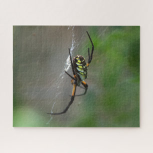 Big Orb Weaver Spider on Web Nature Puzzle