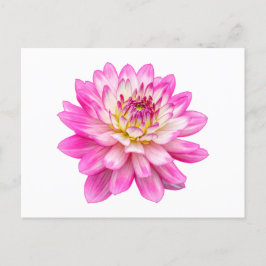 Big Pink Dahlia Postkarte
