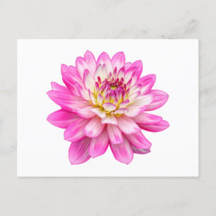 Big Pink Dahlia Postkarte