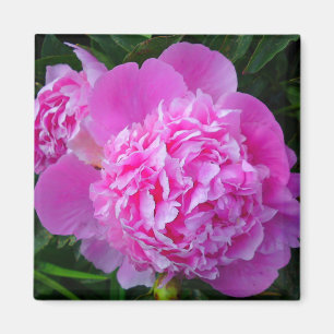 Big Pink Peony Blumen Magnet