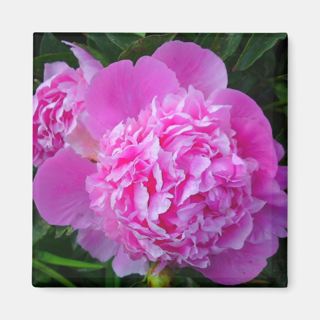 Big Pink Peony Blumen Magnet (Vorne)